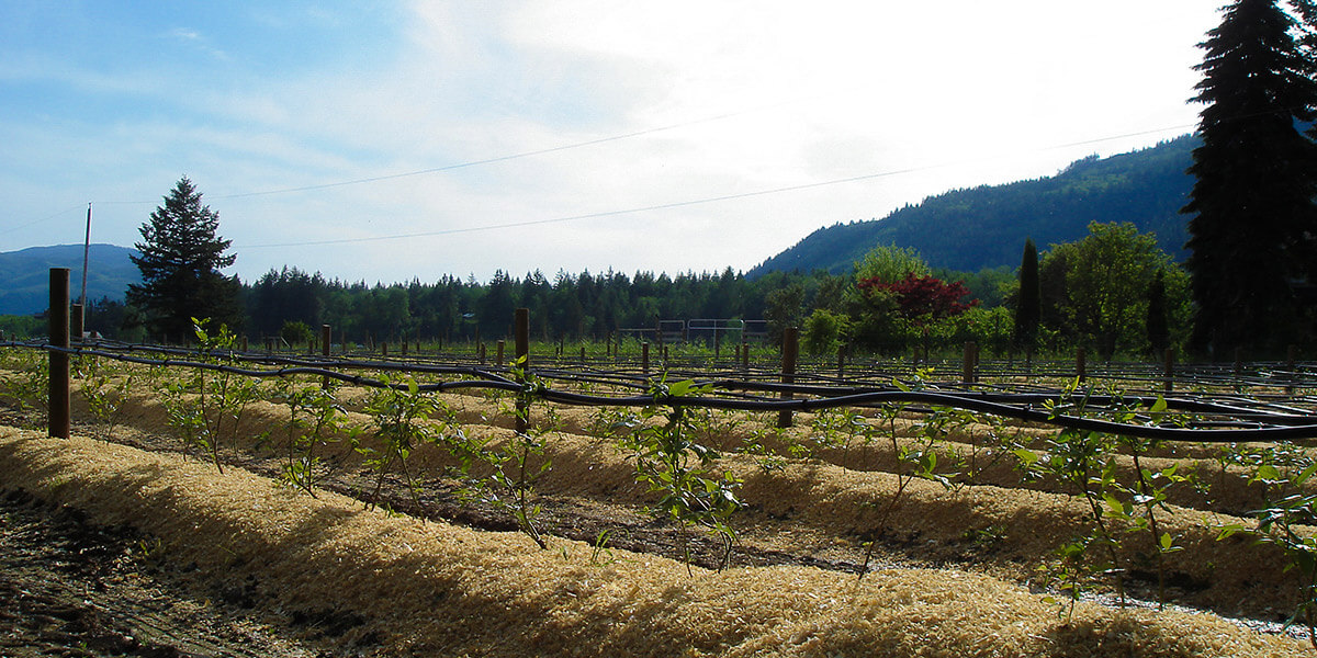 drip irrigation in blueberry field