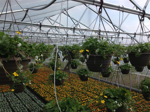 greenhouse hanging plants drip emitter irrigation