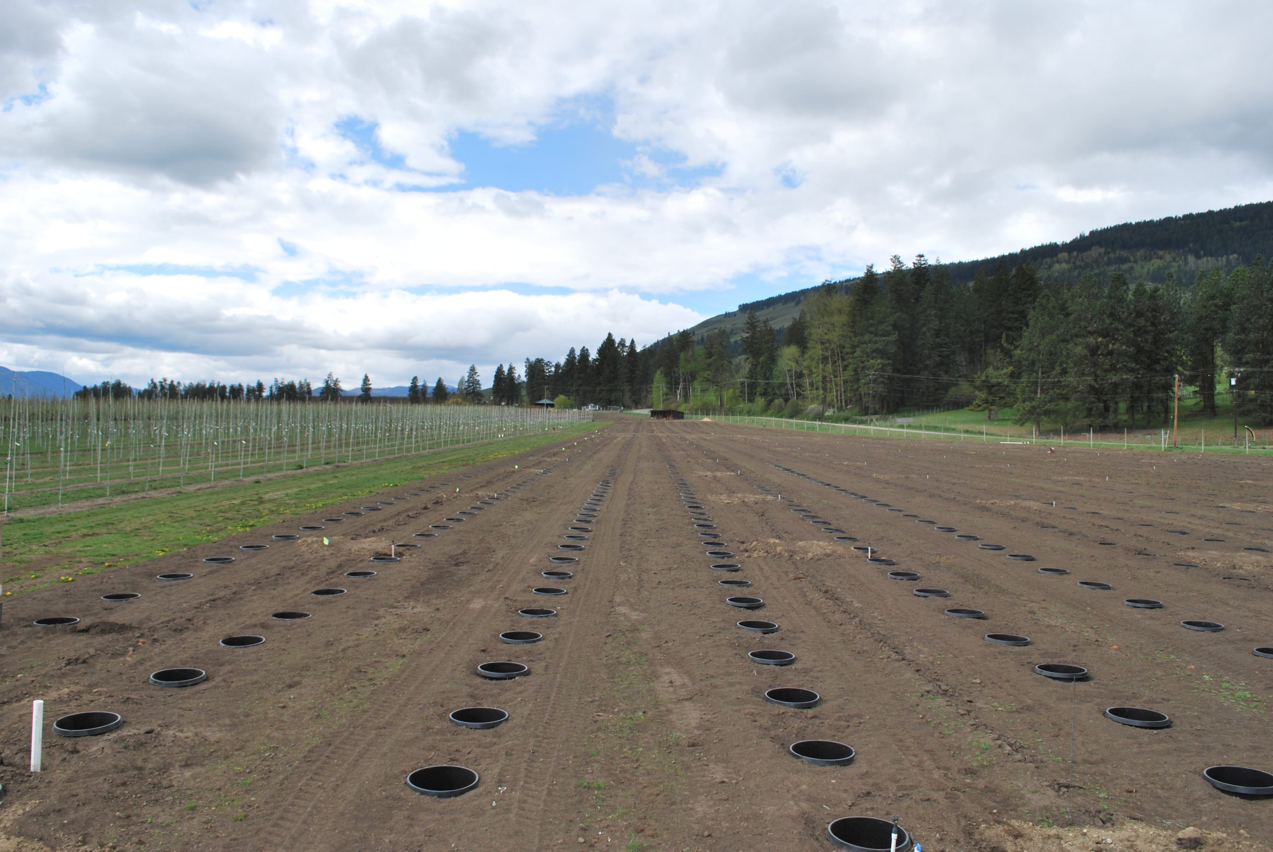 orchard irrigation install