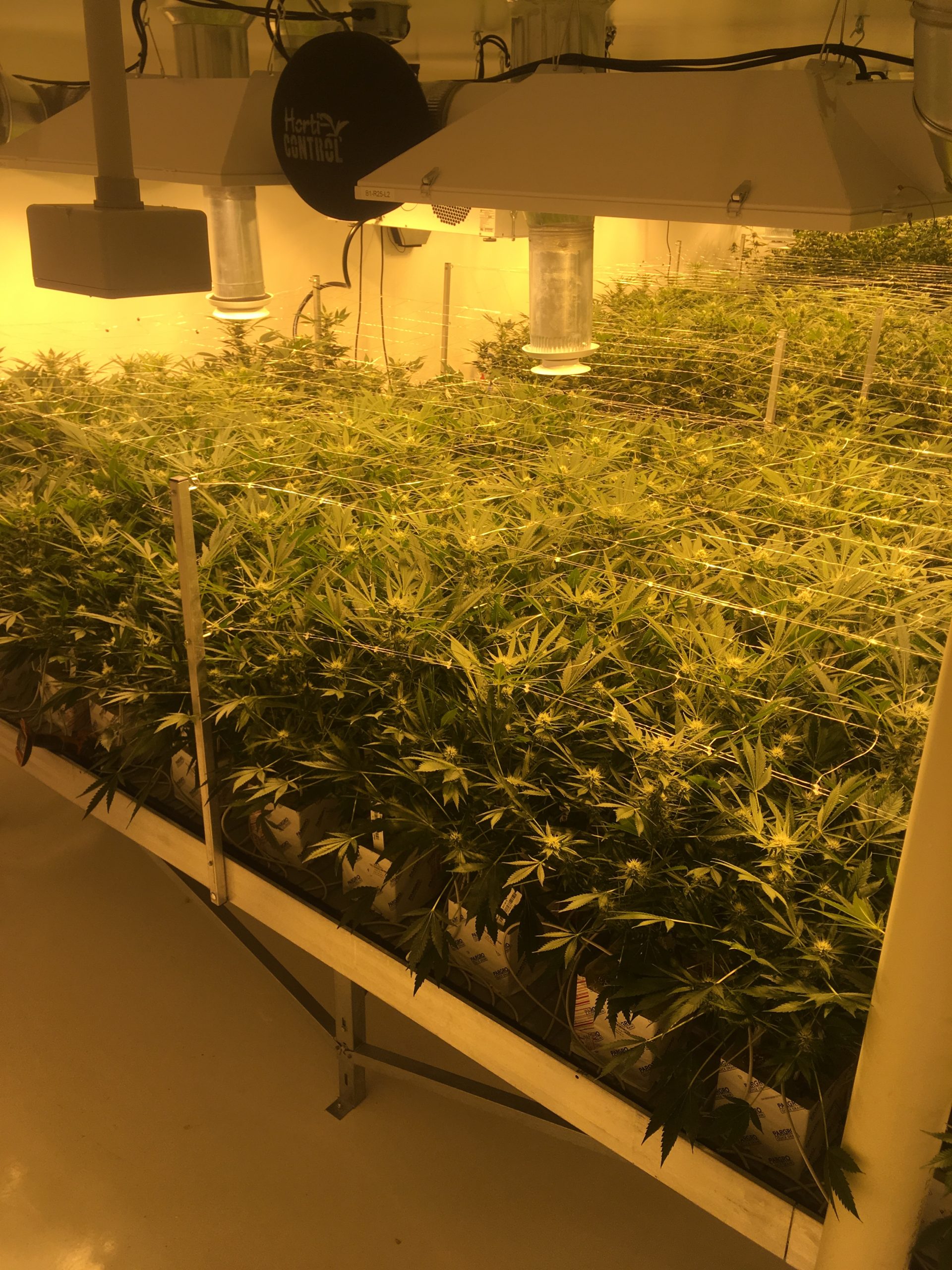 grow room cannabis drip emitter