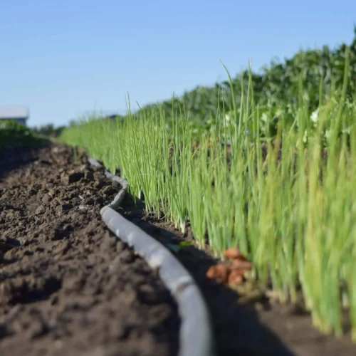 Agriculture Water Solutions drip irrigation on carrots