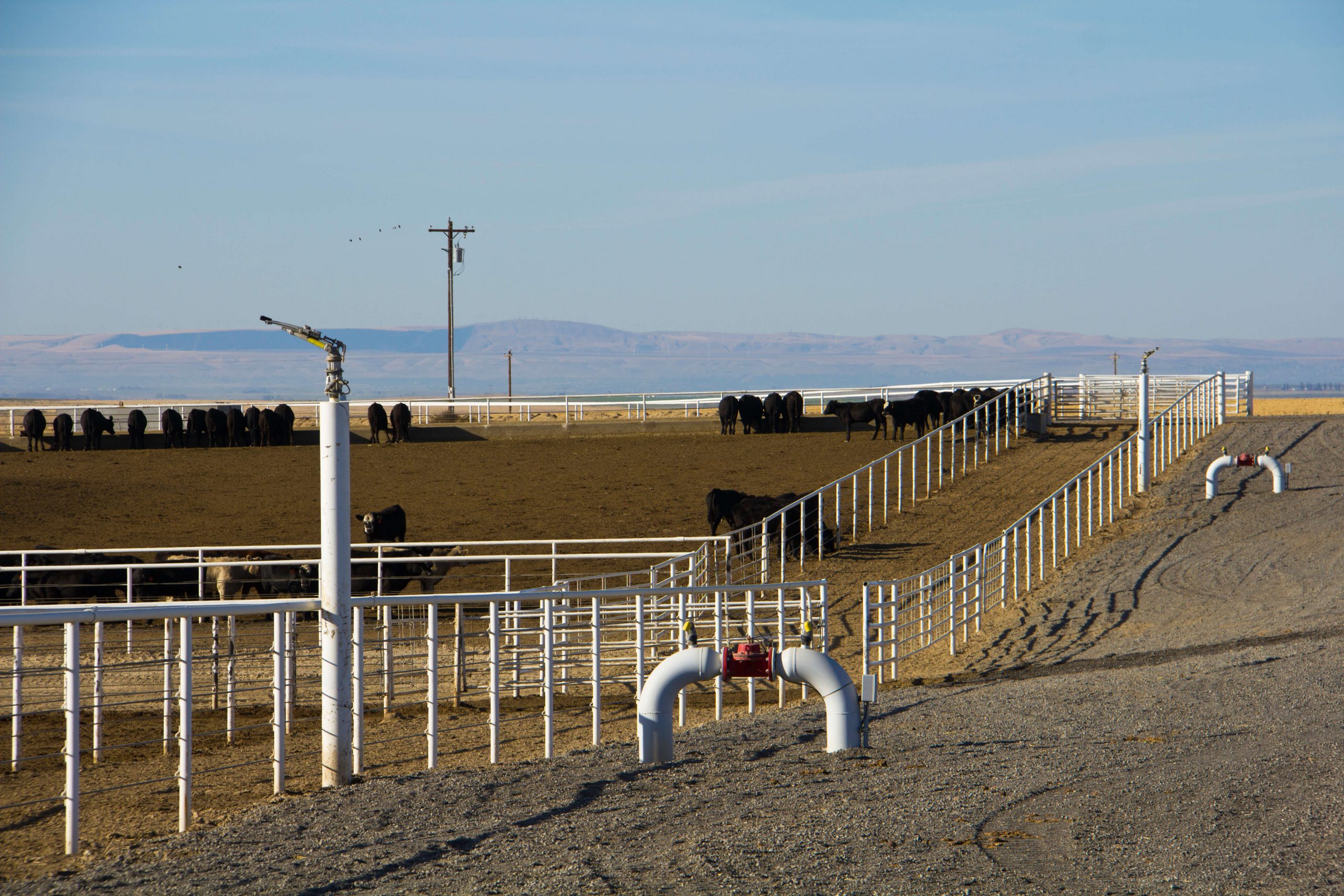 big gun sprinkler feedlot
