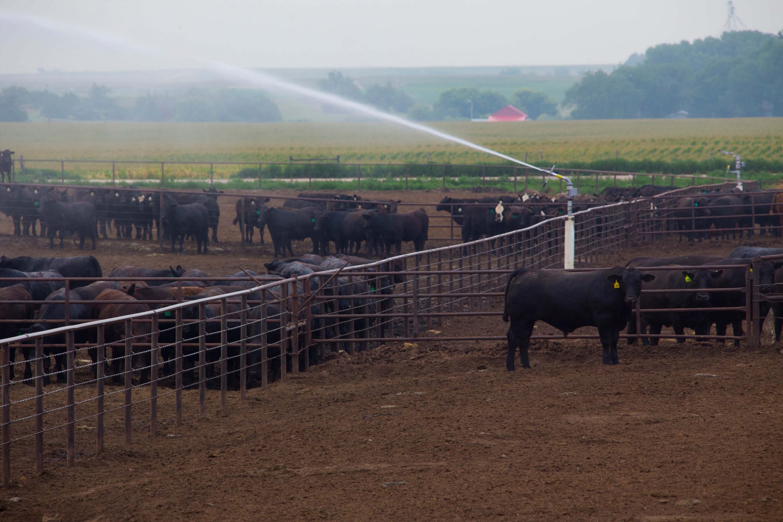 cow cooling sprinklers
