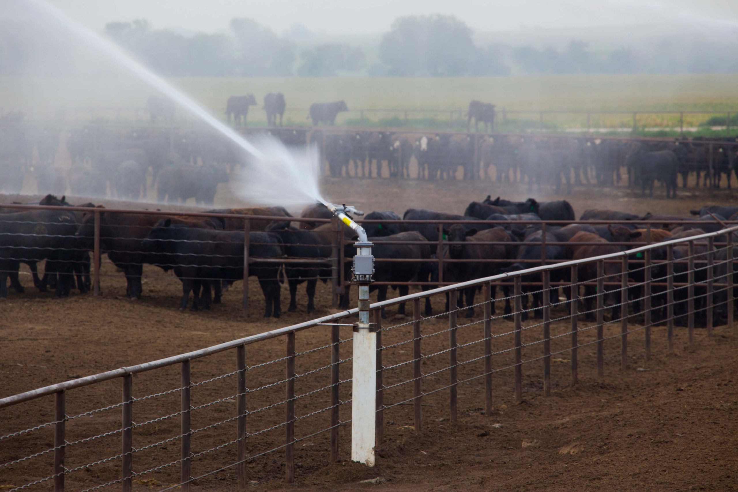 feedlot dust suppression