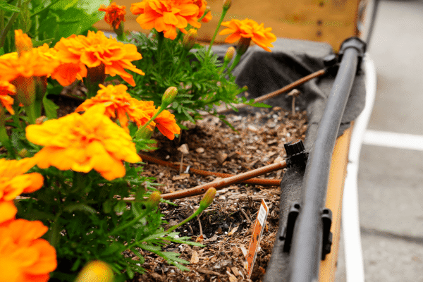 Residential Garden Drip-13