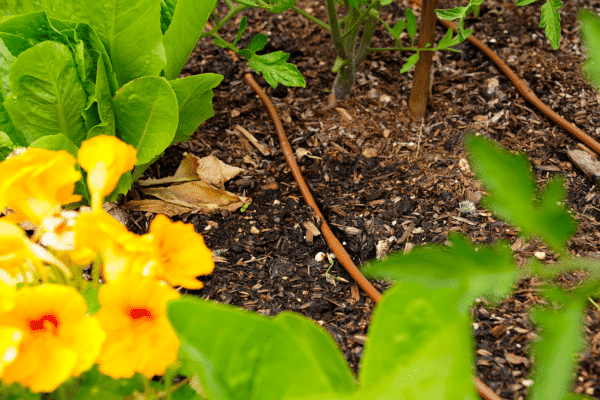 Residential Garden Drip-2