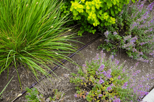 Residential Garden Drip-23
