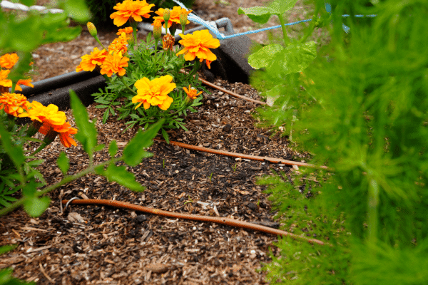 Garden drip systems