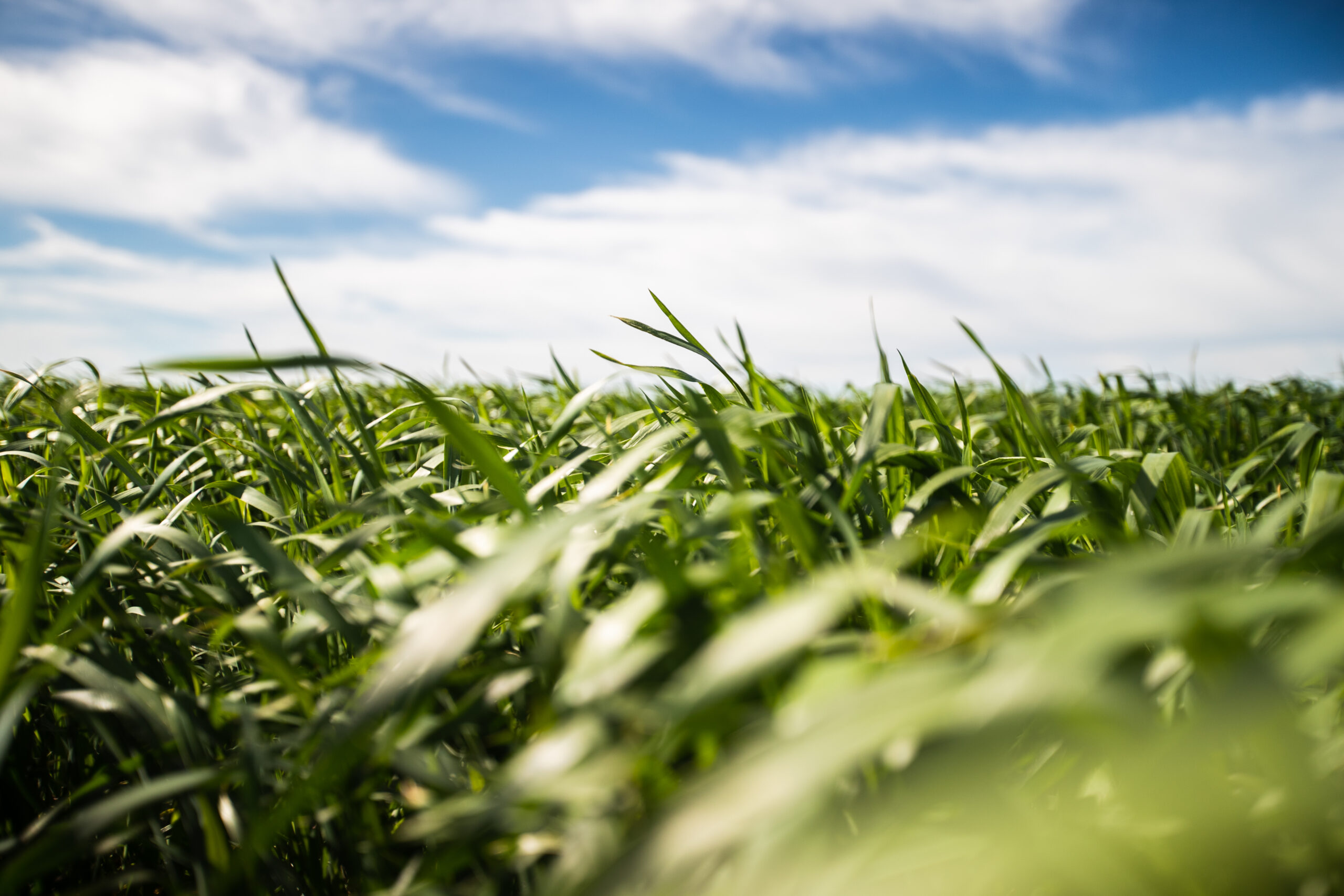 SUBSURFACE DRIP IRRIGATION PROJECT: VALK LAND AND CATTLE LTD