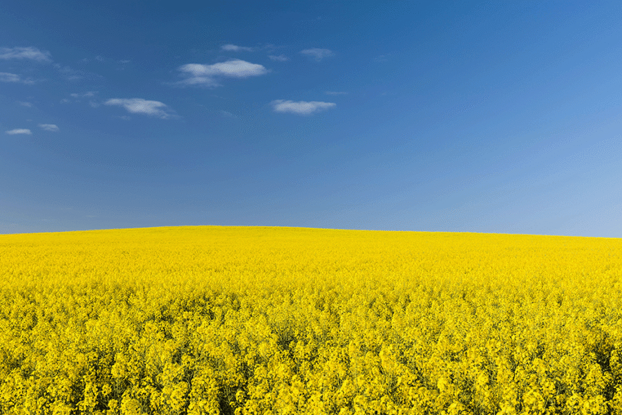 Increase yields SDI Banner - southernirrigation.com Increase yields SDI Banner
