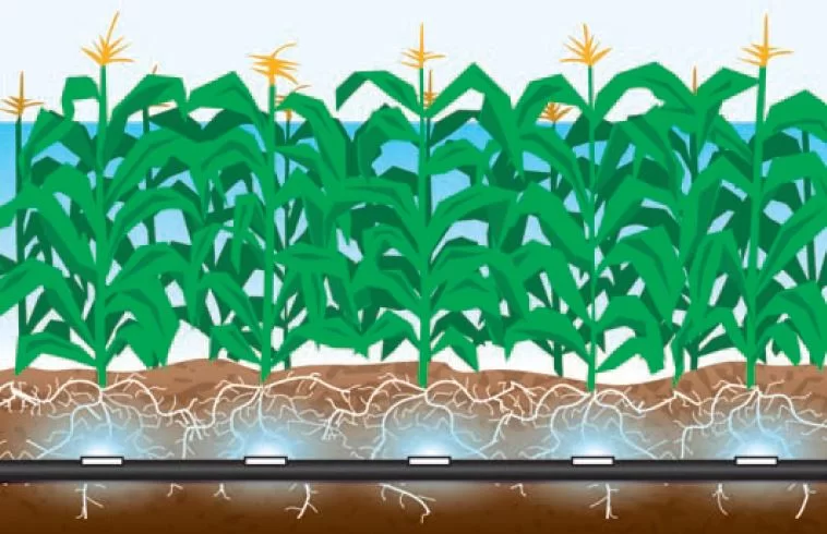 subsurface drip irrigation corn
